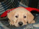 A previous Duckmasters Labs puppy.