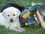 A previous Duckmasters Labs puppy.