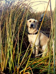 Gunner hunting November 2009