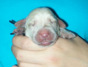 Black boy 2 days old