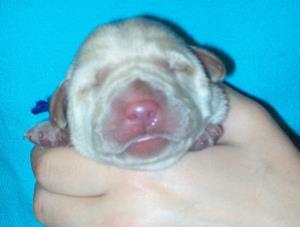 Blue boy 2 days old