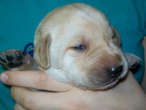 Blue boy 12 days old