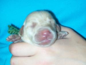 Green boy 2 days old