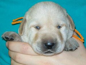 Orange boy 12 days old