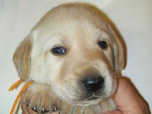 Orange boy 22 days old