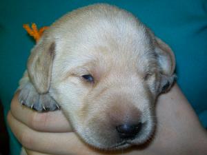 Orange girl 12 days old