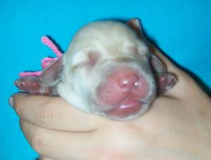 Pink girl 2 days old
