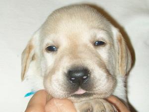 Rainbow girl 22 days old