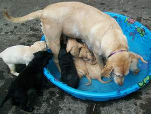 Molly with Misty's litter in the pool.