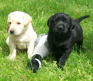 Red and Green boys 32 days old