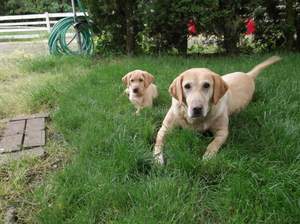 Molly and little orange at 9 weeks old