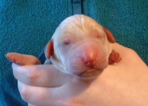 1 day old