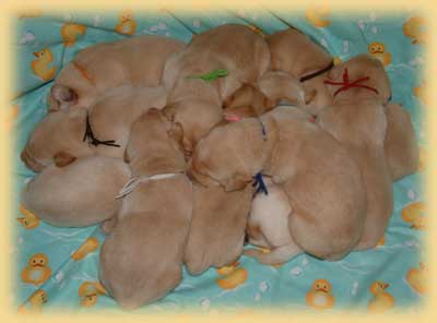 Litter at 13 days old