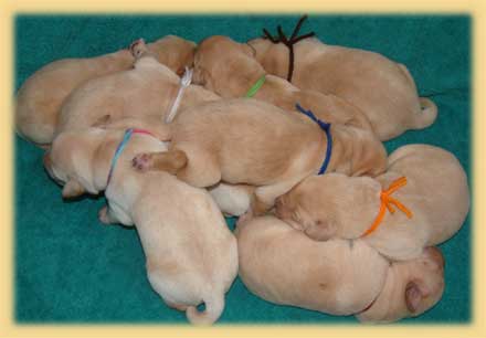 Litter at 5 days old