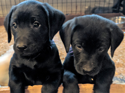 Two black girls at 7 Weeks Old