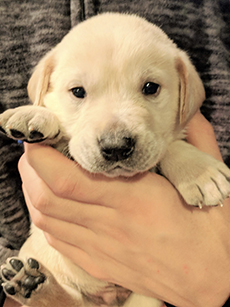 Blue Yellow Boy 4 Weeks Old