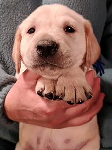 Blue Yellow Boy 5 Weeks Old