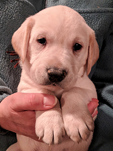 Brown Yellow Boy 5 Weeks Old