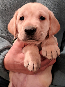 Green Yellow Boy 5 Weeks Old