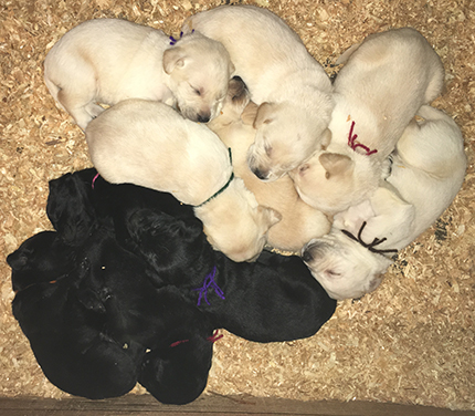 Sleeping Litter 3 Weeks Old