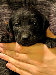 Orange Black Girl 4 Weeks Old