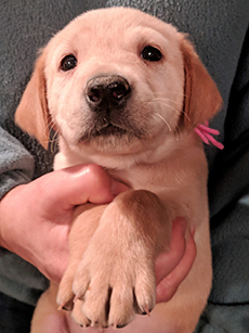 Pink Yellow Girl 5 Weeks Old