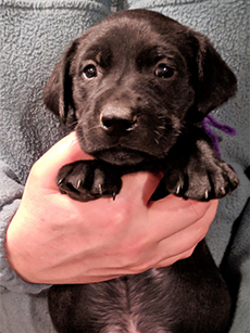 Purple Black Girl 5 Weeks Old