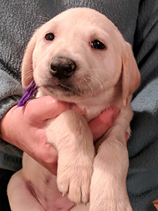 PurpleYellow Girl 5 Weeks Old