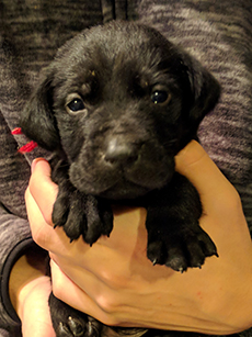 Red Black Boy 4 Weeks Old