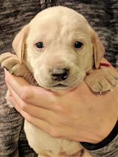 Red Yellow Boy 4 Weeks Old