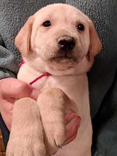 Red Yellow Boy 5 Weeks Old