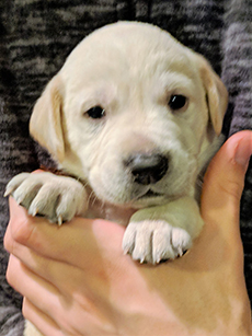 Brown Yellow Boy 4 Weeks Old