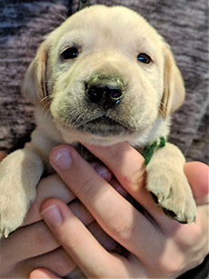 Green Yellow Boy 4 Weeks Old