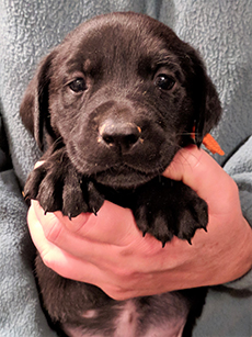 Orange Black Girl 5 Weeks Old