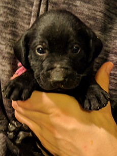 Pink Black Girl 4 Weeks Old