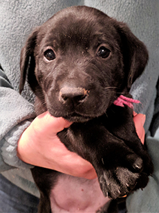 Pink Black Girl 5 Weeks Old