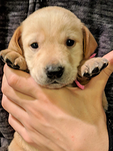 Pink Yellow Girl 4 Weeks Old