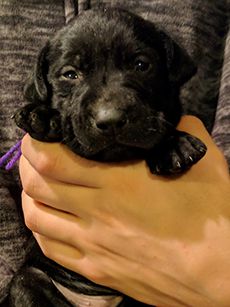 Purple Black Girl 4 Weeks Old