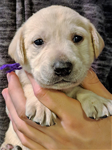 PurpleYellow Girl 4 Weeks Old