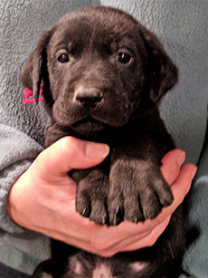 Red Black Boy 5 Weeks Old