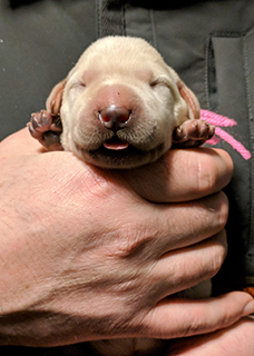 4 days old