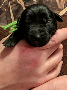 Green Black Girl 5 Days Old