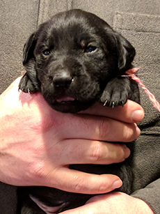 Pink Black Girl 18 Days Old