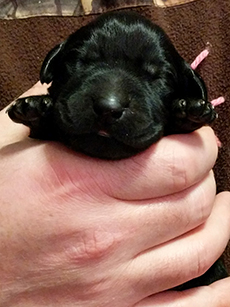 Pink Black Girl 5 Days Old