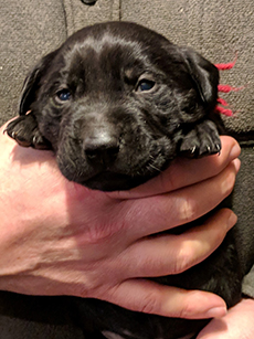 Red Black Boy 18 Days Old