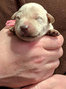Pink Yellow Girl 5 Days Old