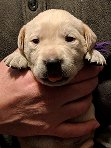 Purple Yellow Girl 18 Days Old