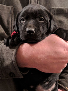 Red Black Boy 28 Days Old