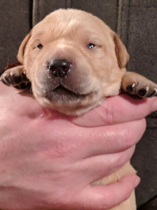 Brown Yellow Boy 14 Days Old