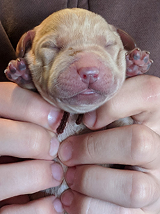 Brown Yellow Boy 3 Days Old